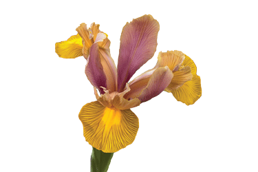 Iris-Lion-King-flower.gif