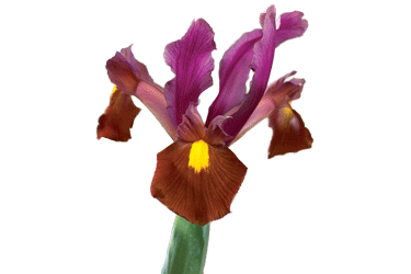 Iris-Red-Ember.gif