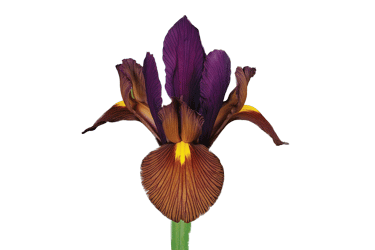 Iris-Tiger's-Eye.gif