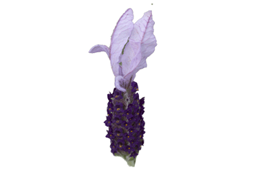 Lavender-Myrleigh-flower0.gif