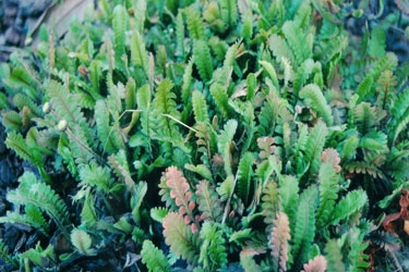 Leptinella-dioica-thumbnail.jpg