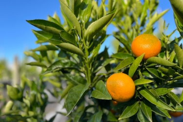 Mandarin-Corsica-No-2-Fruit-Variety-Thumbnail30.jpg