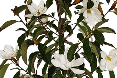 Michelia-Lemon-Fragrant-Variety-Thumbnail.jpg