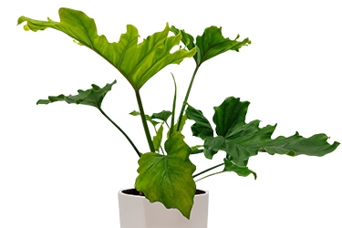 Philodendron-Hope-Variety-Thumbnail3.jpg
