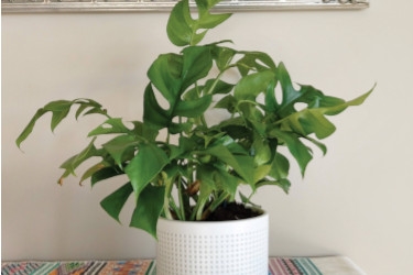 Philodendron-Minima-Variety-Thumbnail-4.jpg