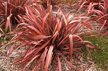 Toggle Navigation Home Plant Finder Where To Buy About Contact Phormium Evening Glow Bann Jpg Striking Structural Foliage Phormium Cookianum Evening Glow Height 90 Cm Spread 1 M Frost Hardy General Description A Brightly Coloured Flax With