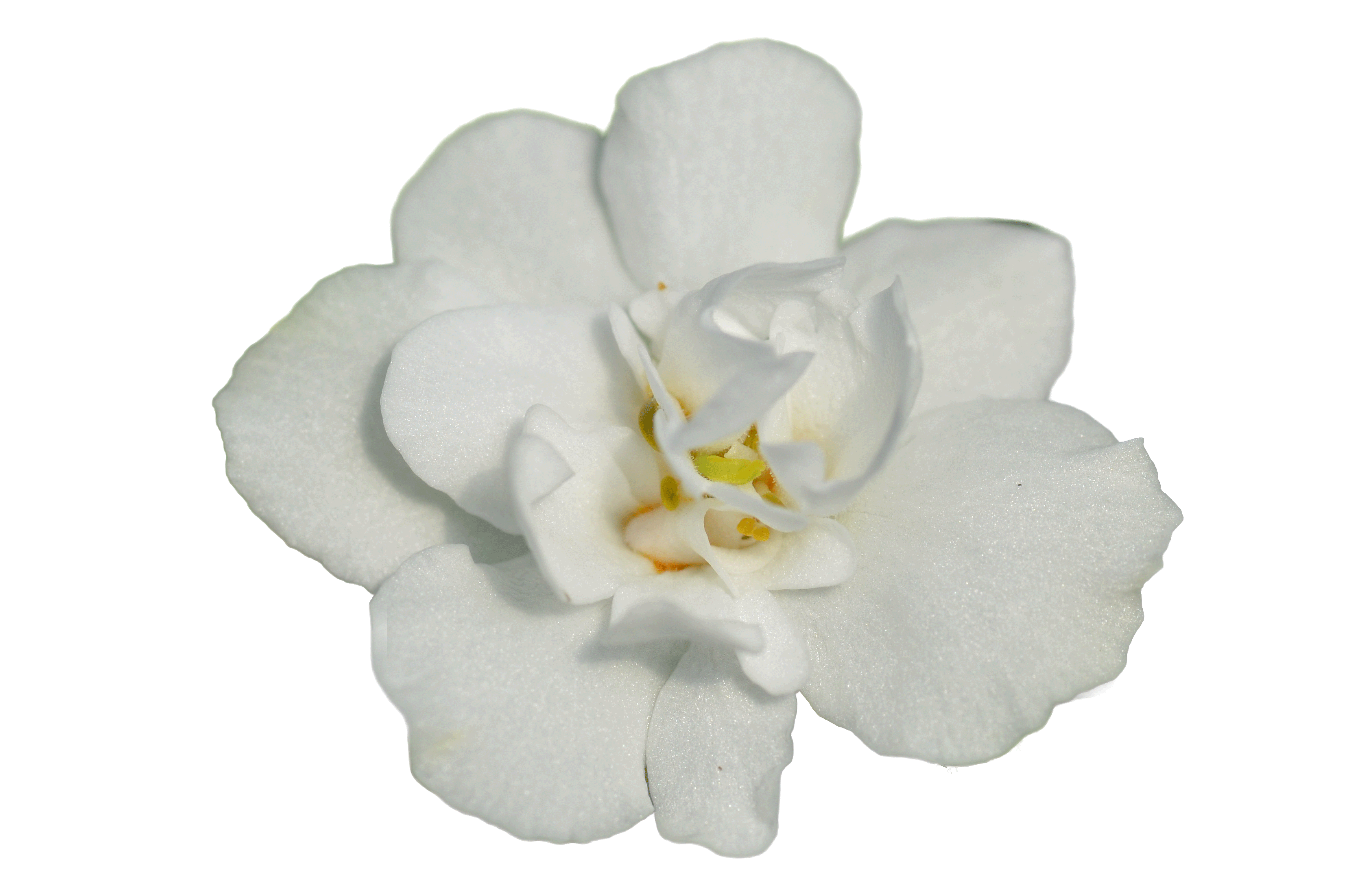 double-white-flower.gif