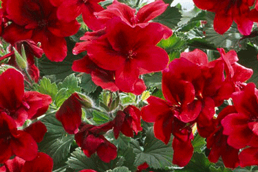 pac_Aristo_Velvet-Red_13682.gif