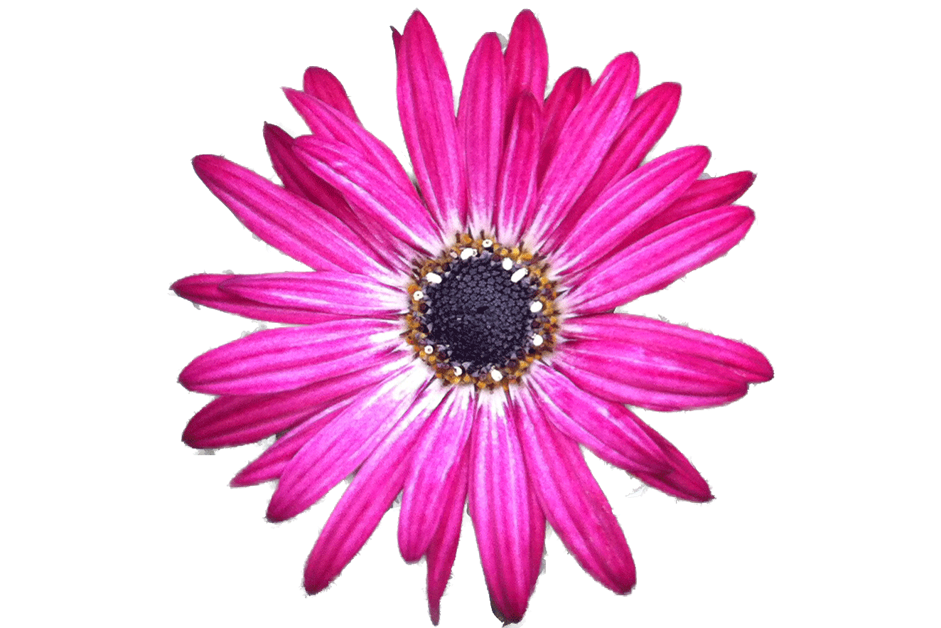 silverdust-pink.flower0.gif