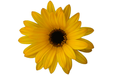 sunshine-flower.gif